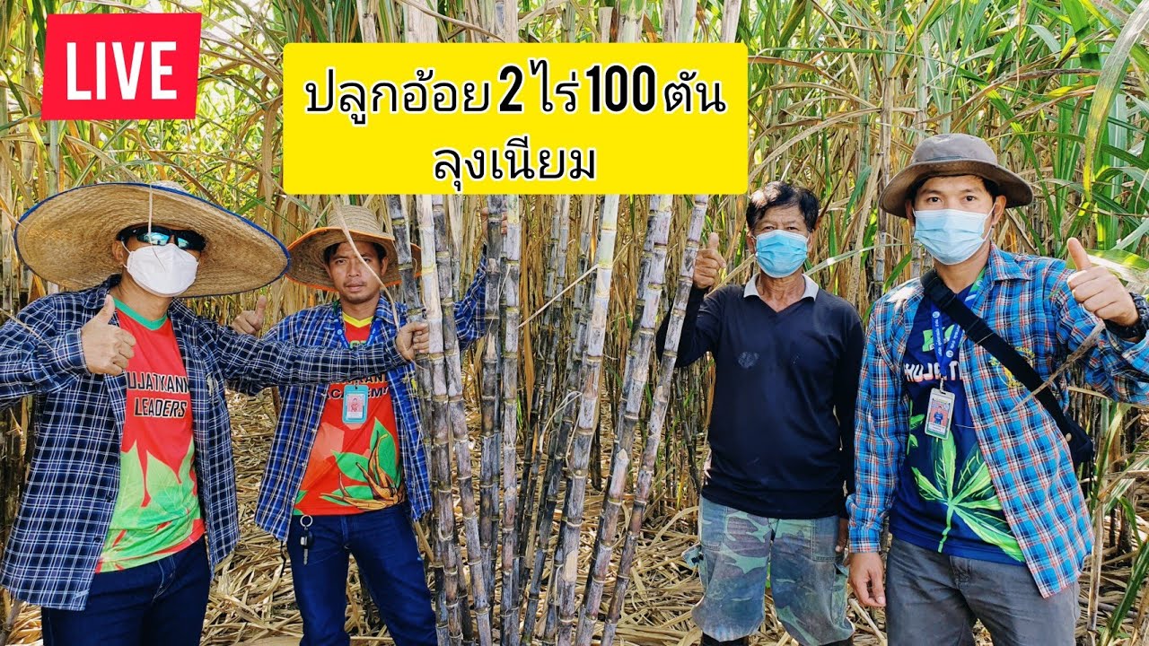 🔴LIVEสด! ลุงเนียม ปลูกอ้อย 2 ไร่ 100 ตัน! ผู้จัดการมัน