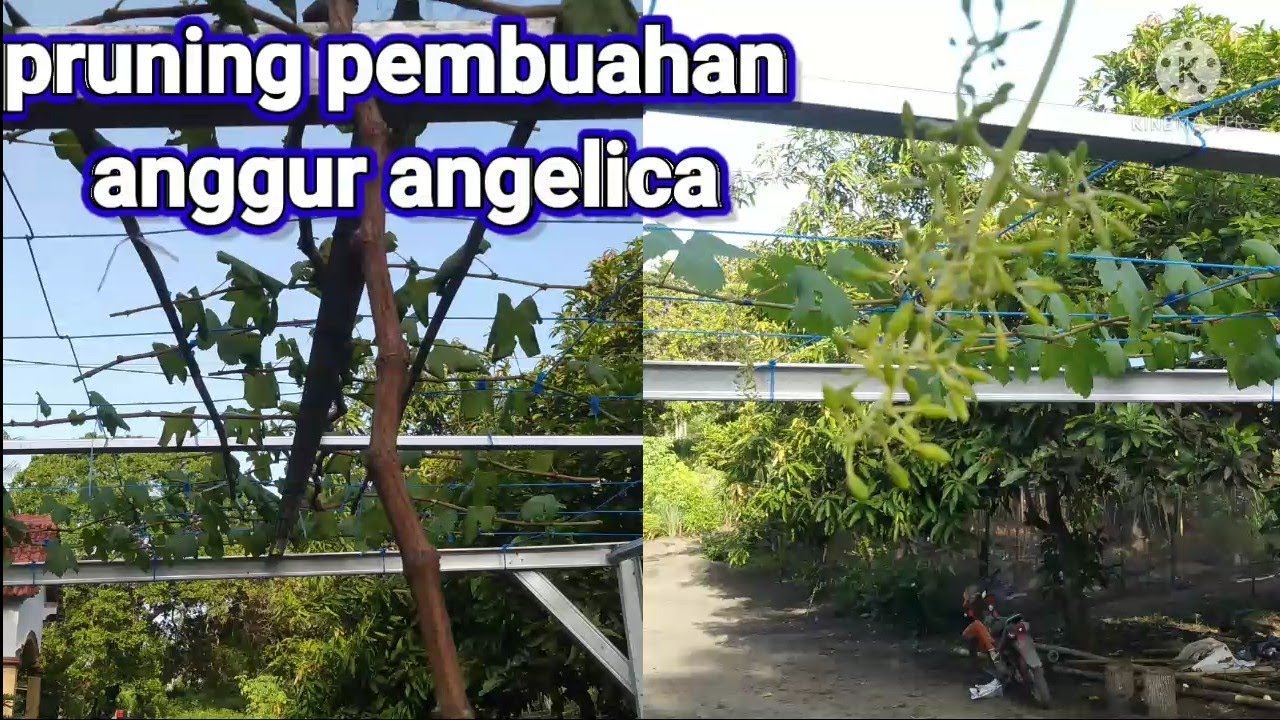 cara pembuahan anggur angelica// pruning pembuahan anggur angelica.