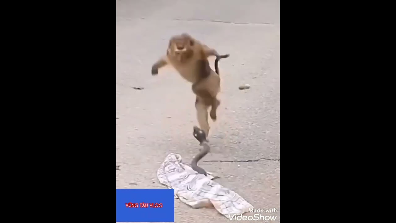 Hết hồn con Chồn .# shorts .