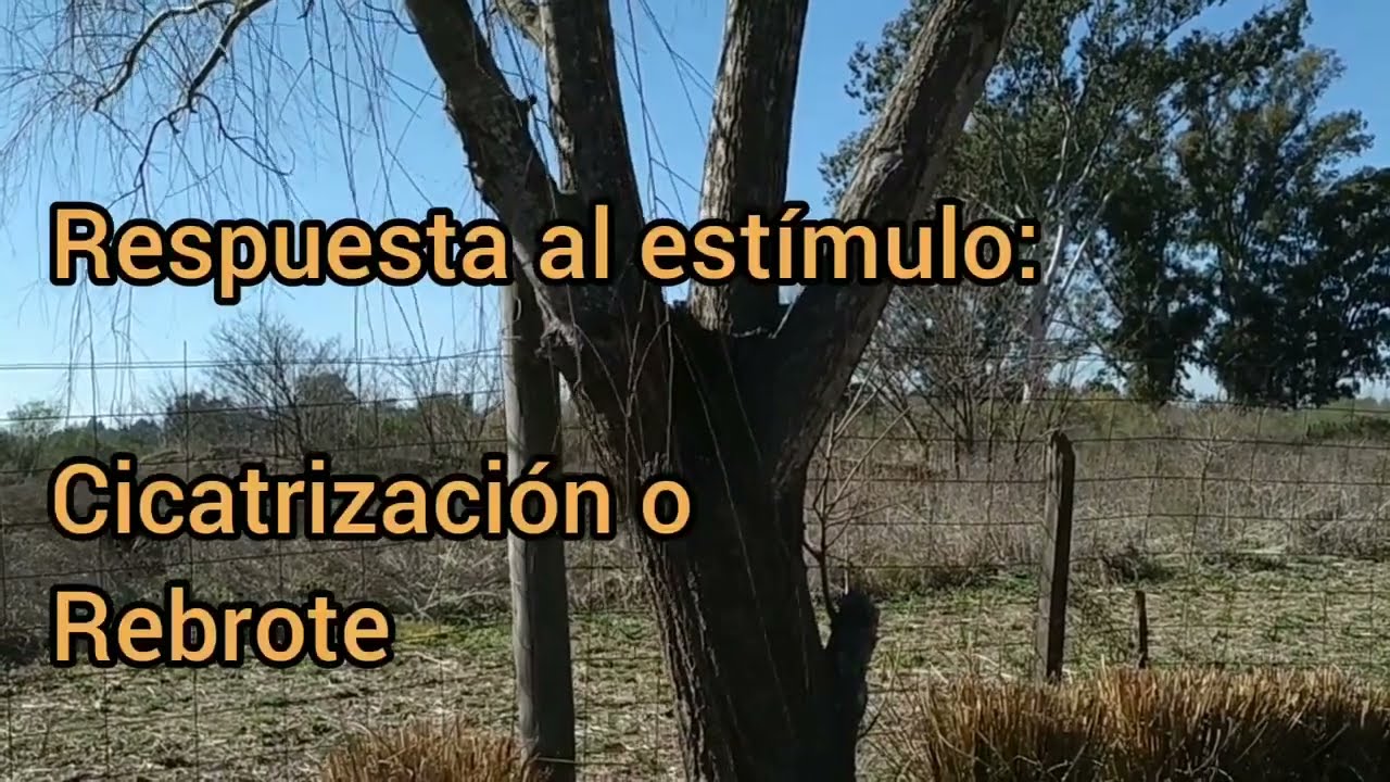 🪓 🌳 PODA  de ALAMOS Y SAUCES. ⛔ NO hagas esto! o se volverá en tu contra.