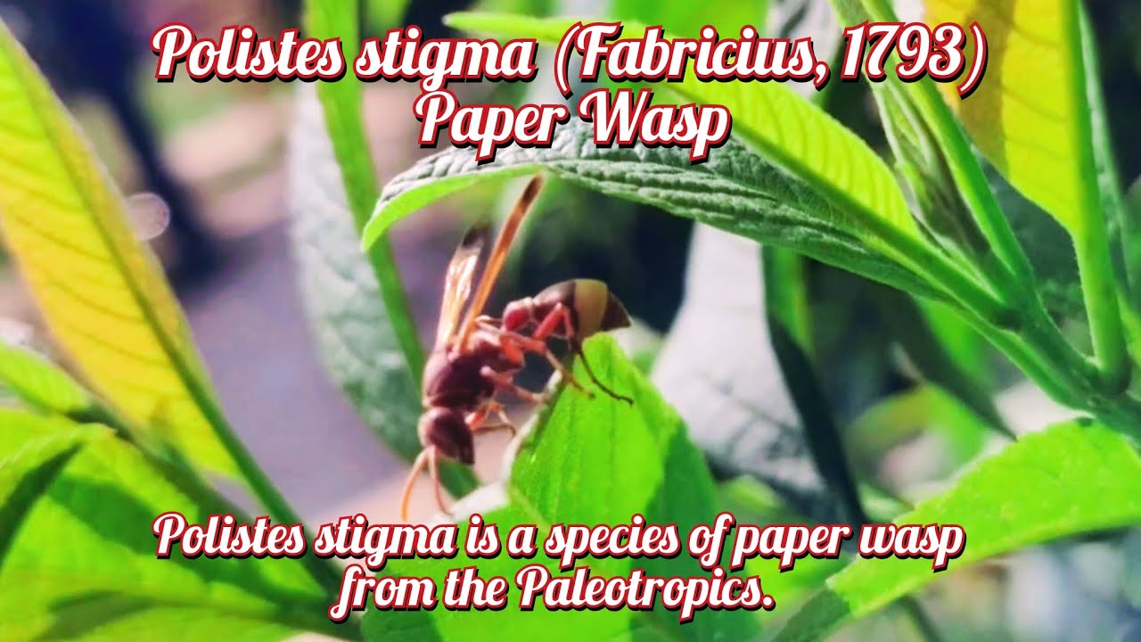 Polistes stigma (Fabricius, 1793) Paper Wasp 🐝