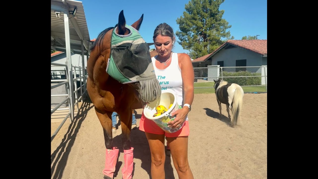 Equine Assisted Therapy-horse feelings activity intro