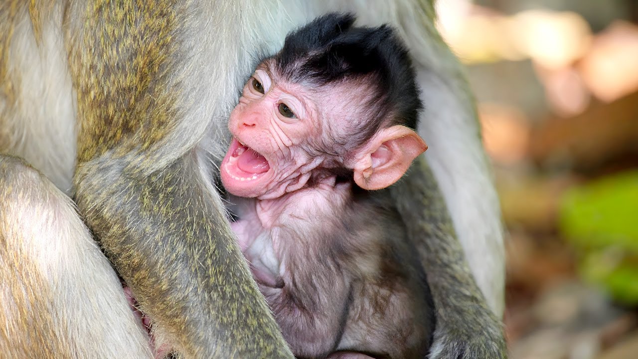 Old Monkey Mom's Comforting Rituals for Her Newborn