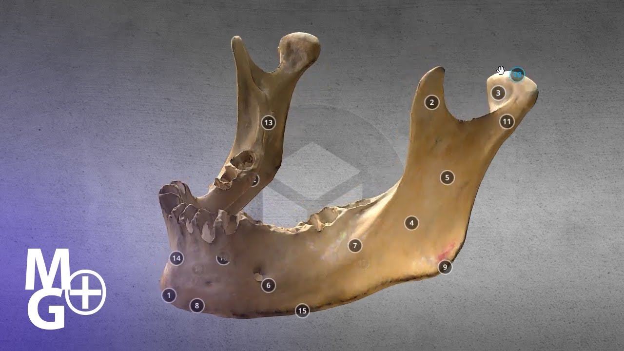 MANDIBULA 3D- Tutorial de Anatomie