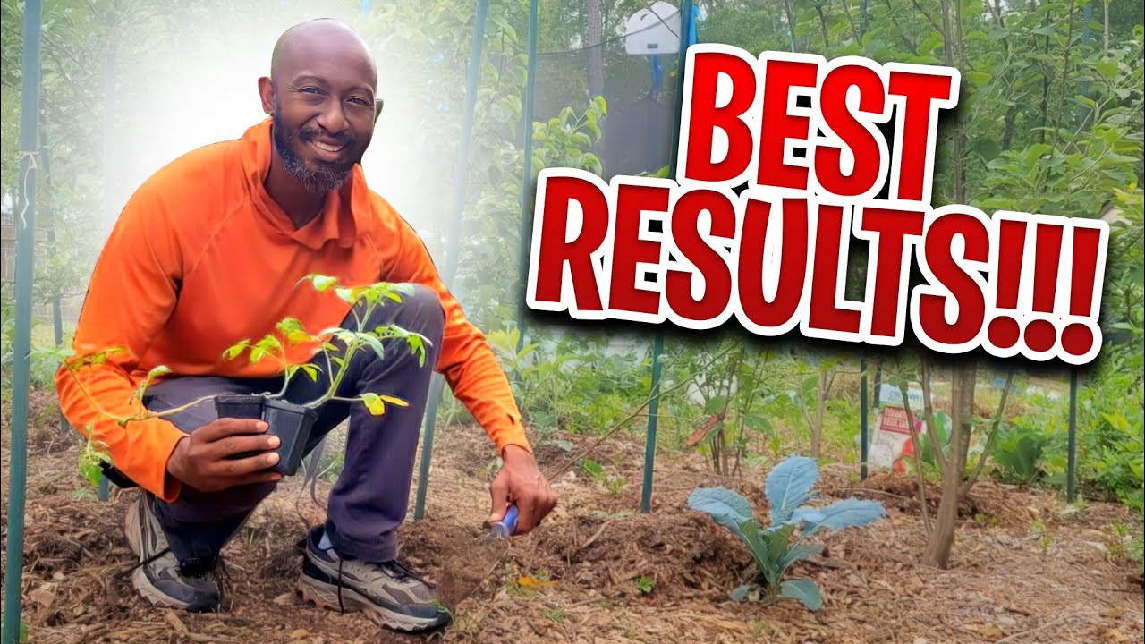 You're Planting Tomatoes WRONG--- Do This Instead! #tomato #growingtomatoes
