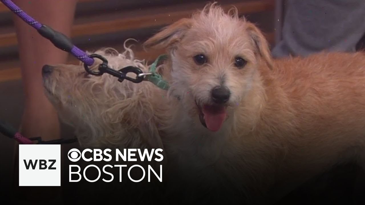 Dogs from Texas up for adoption through Buddy Dog Humane Society