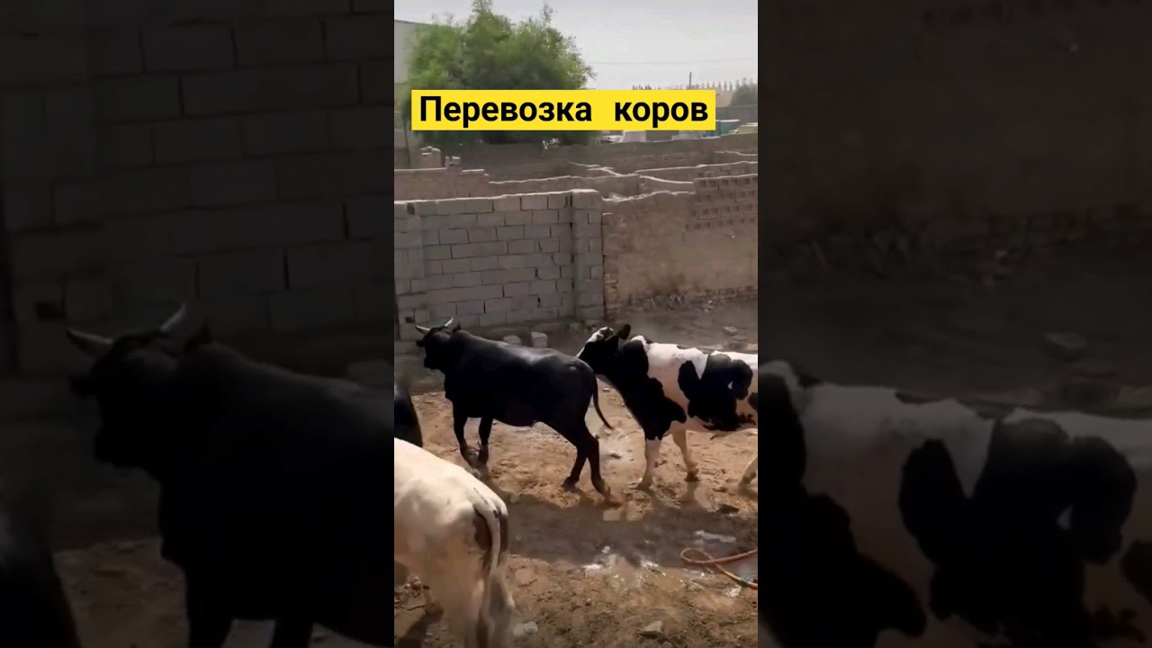 Перевозка дело тонкое  #животные #домашниеживотные #корова #быки #телята