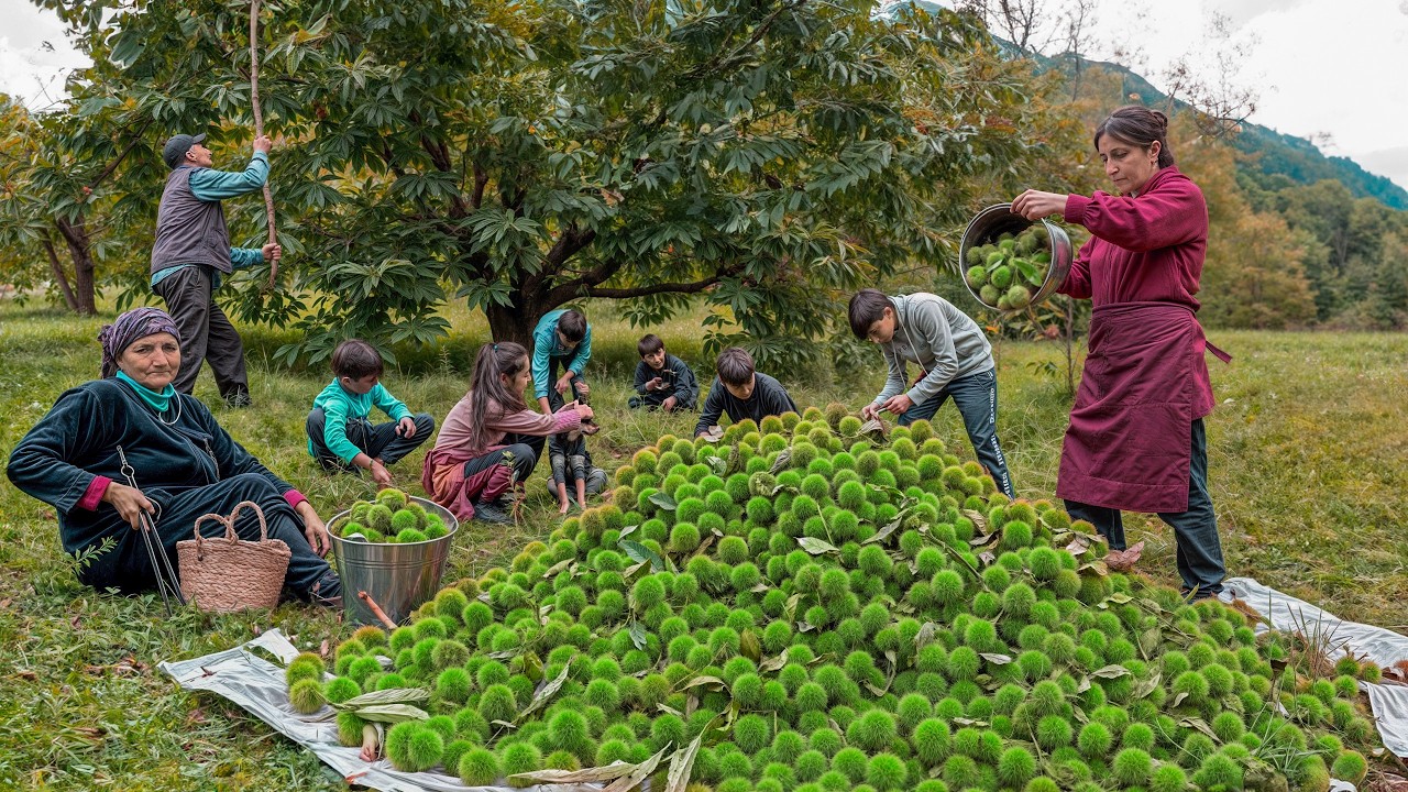 Harvesting a Mountain of Chesnuts and Cooking Tender Pilaf