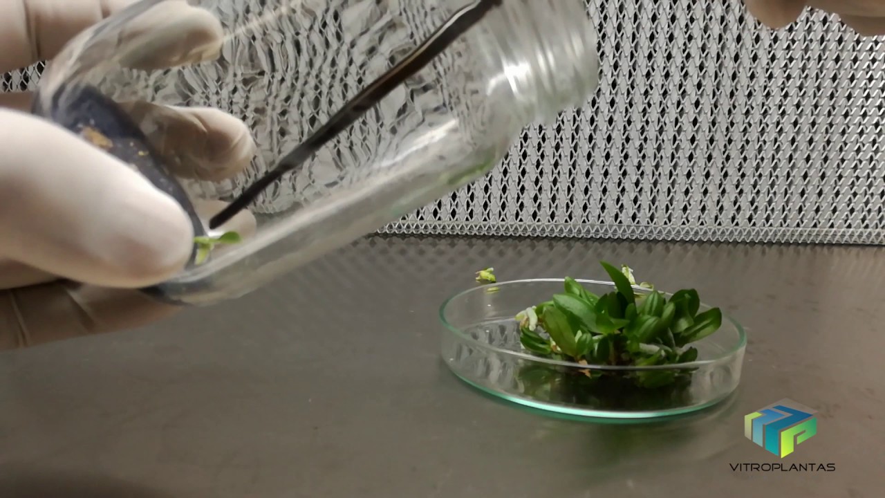 Orquídeas, germinación, propagación y producción in vitro de phalaenopsis spp