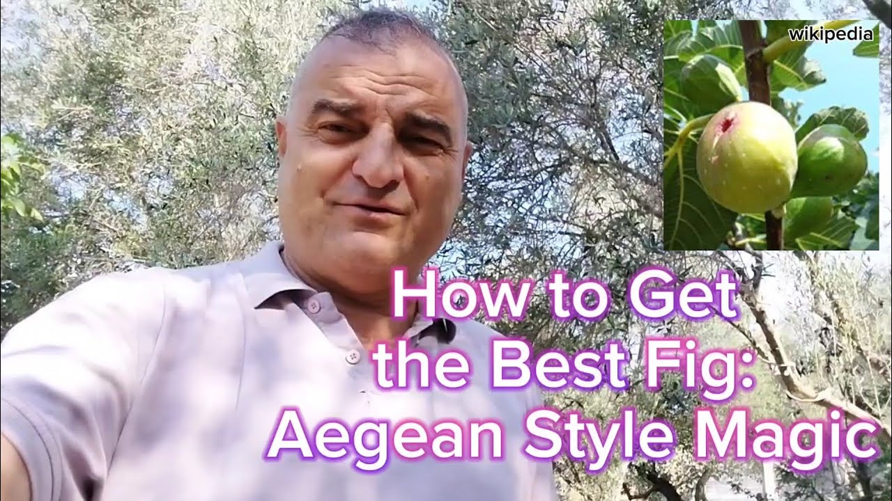 How to Get the Best Fig: Aegean Style Magic #garden #gardening #farming