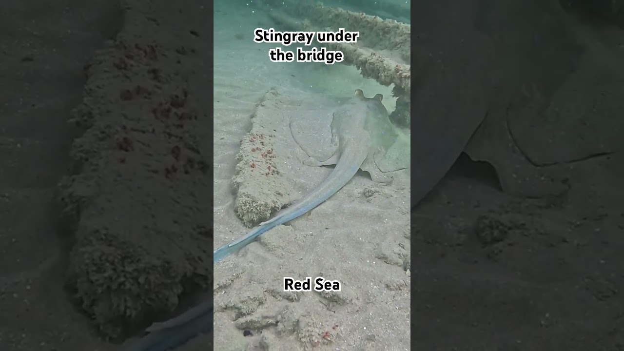 Stringray under the bridge, Red Sea. Скат хвостокол под мостом, Красное море