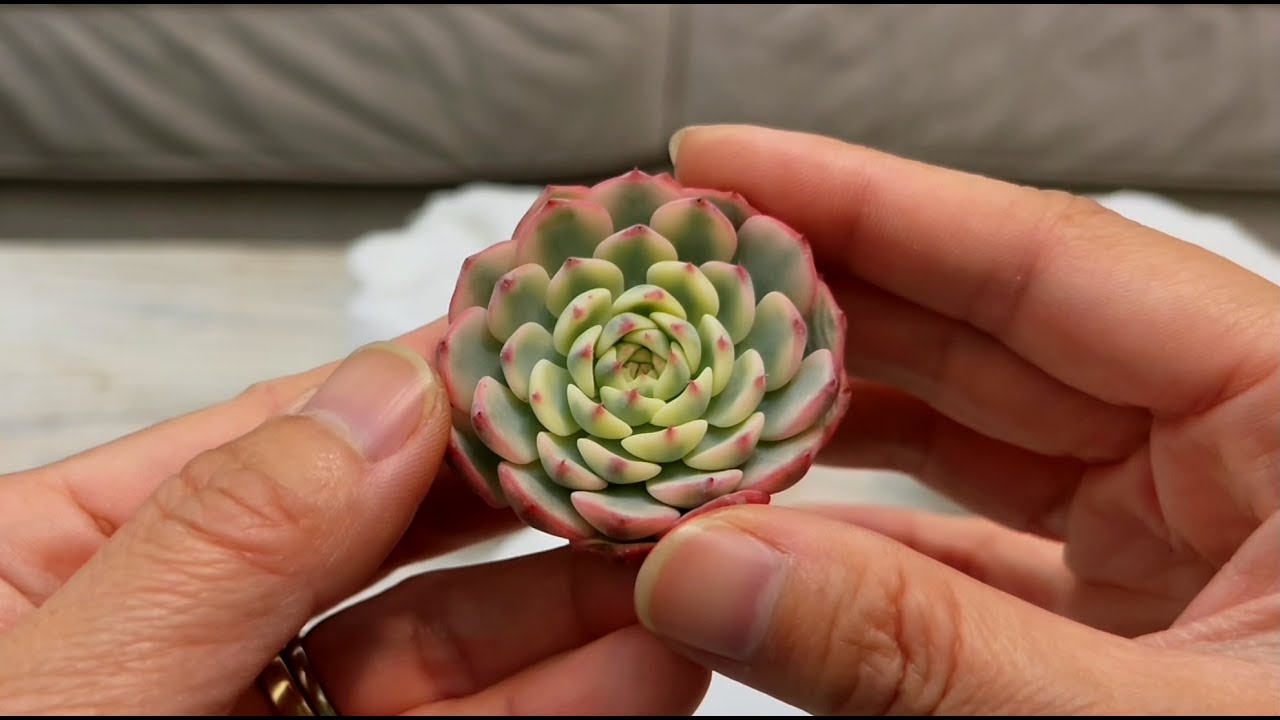 HOW TO TAKE CARE SUCCULENT AFTER UNBOXING | CÁCH CHĂM SÓC SEN ĐÁ SAU KHI KHUI THÙNG | 다육식물 | 多肉植物
