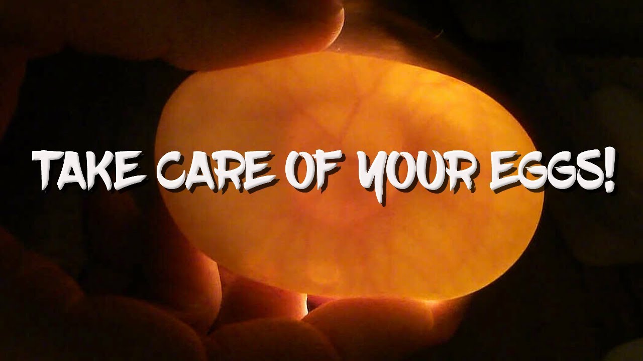 10 Reasons why snake eggs don't hatch