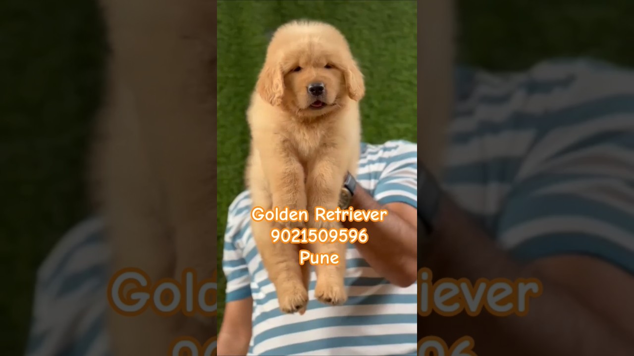 Golden Retriever Puppies For sale in pune mumbai 🥰✨️ #goldenretreiver #dog #puppy #pets #like