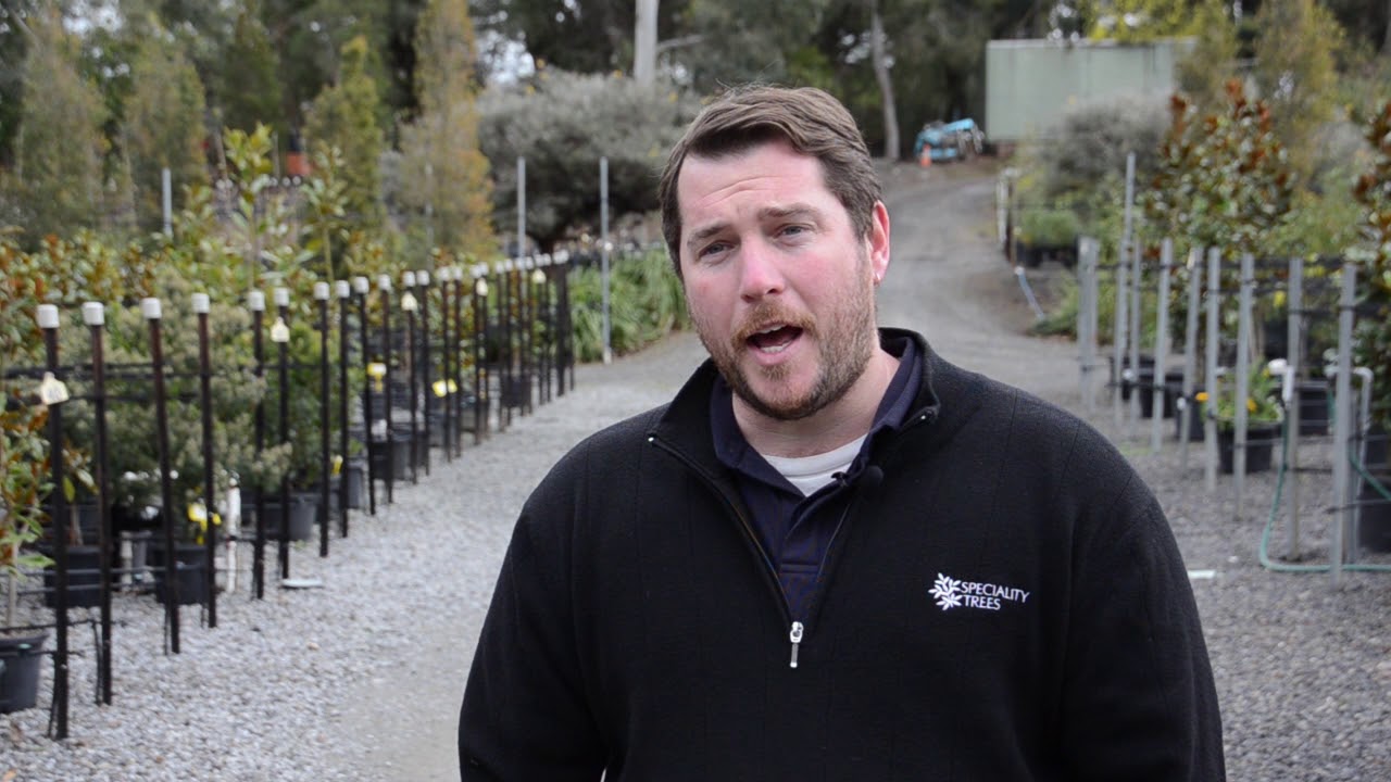 Ben Scoble, Speciality Trees