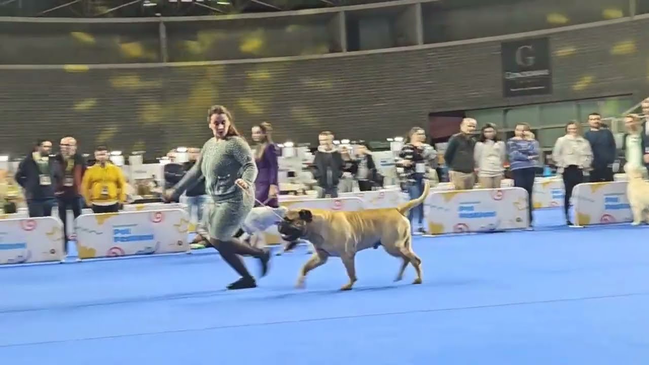 DOGS PT magazine está em direto!