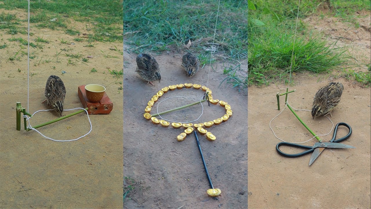 Installing High Creative and Effective Unique Several Quail Bird Trapping Techniques