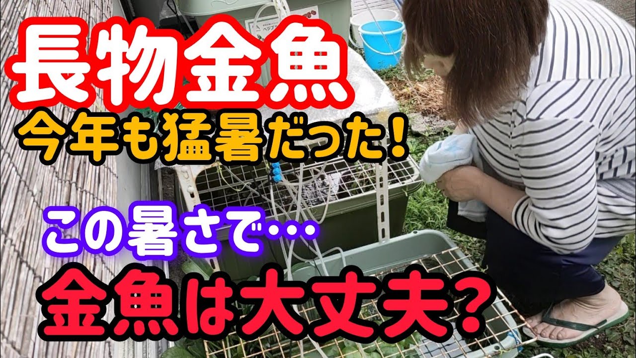 [金魚]　[長物金魚]　この暑さは何時まで続く…屋外プラ舟水温35度…長物金魚の久しぶりの水換え…　#goidfish