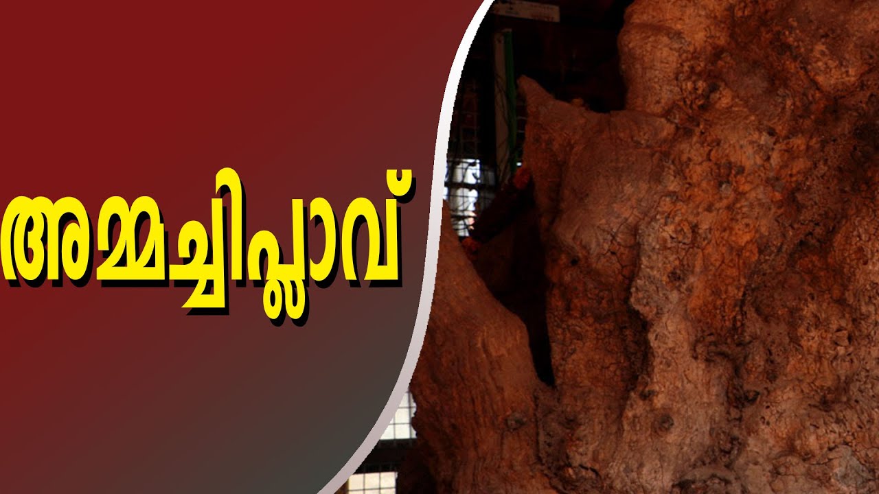 തിരുവിതാംകൂർ രാജാവിനെ രക്ഷിച്ച അമ്മച്ചിപ്ലാവ് | Ammachi Plavu Who Rescued The King Of Travancore