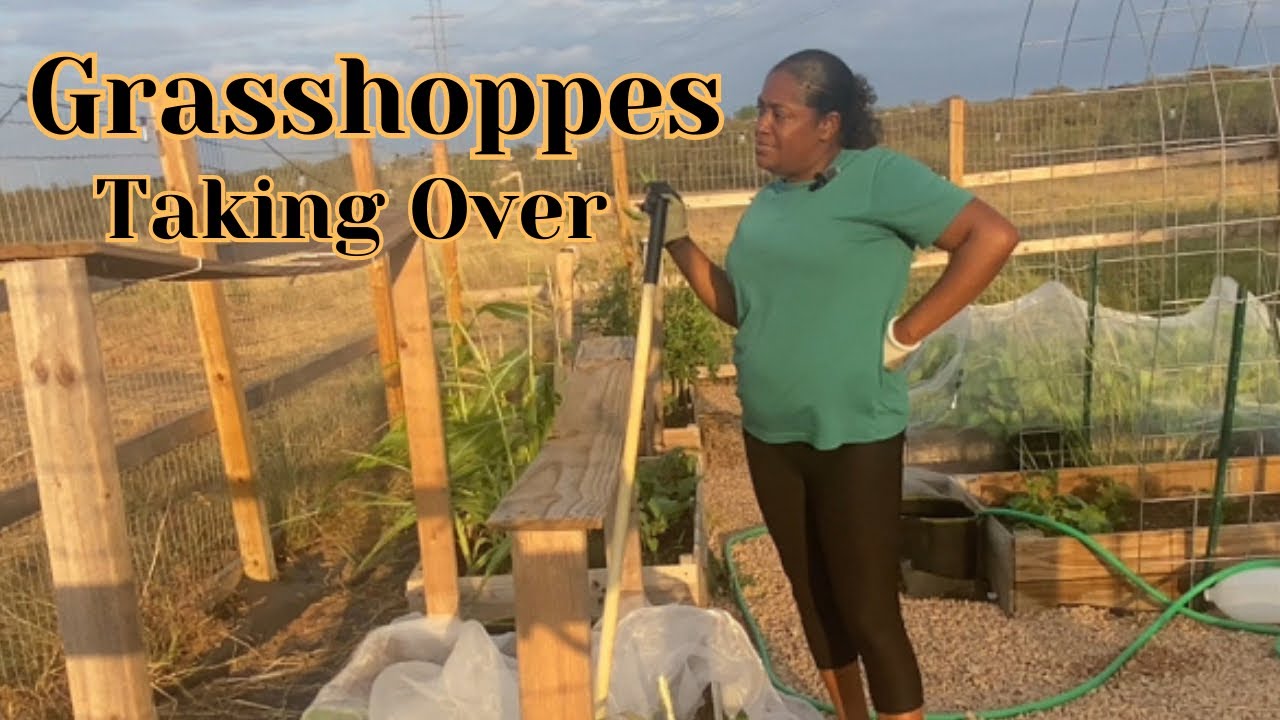 Pulling okra “TREES” out the garden | Getting rid of grasshoppers