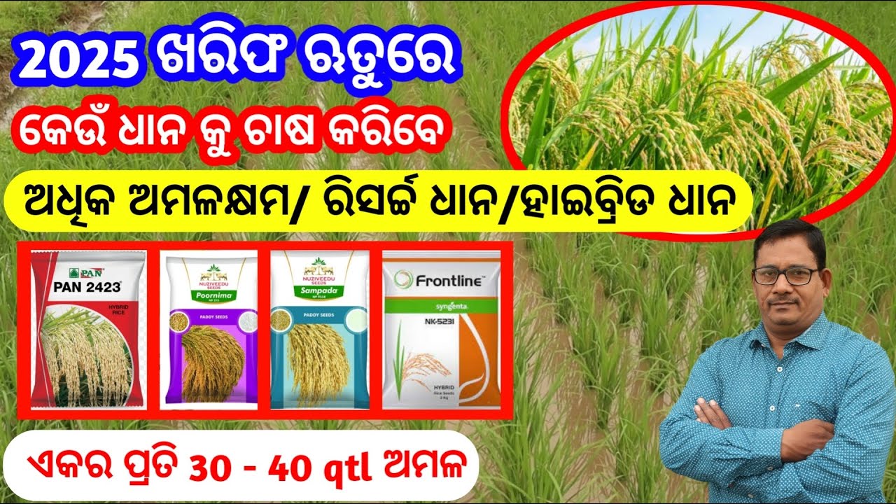 2025 ଖରିଫ ରେ କେଉଁ ଧାନ ଚାଷ କରିବେ hybrid ଧାନ/Research ଧାନ/High yielding ଧାନ
