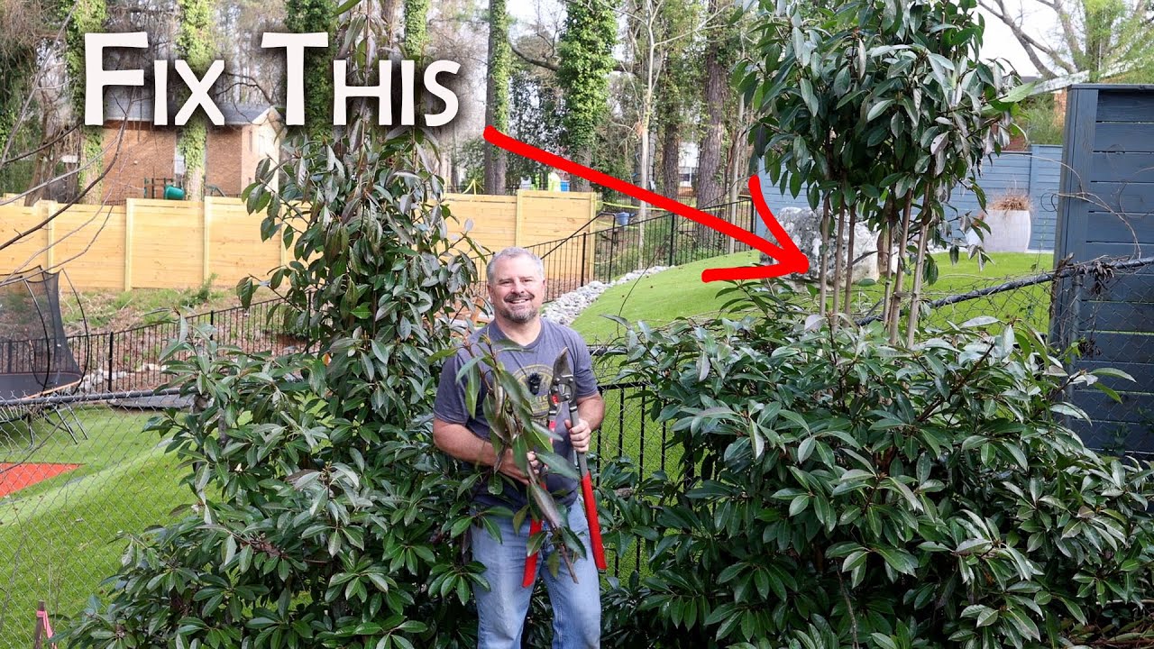 How to Prune Leggy Plants🦵🦵🌱🌱