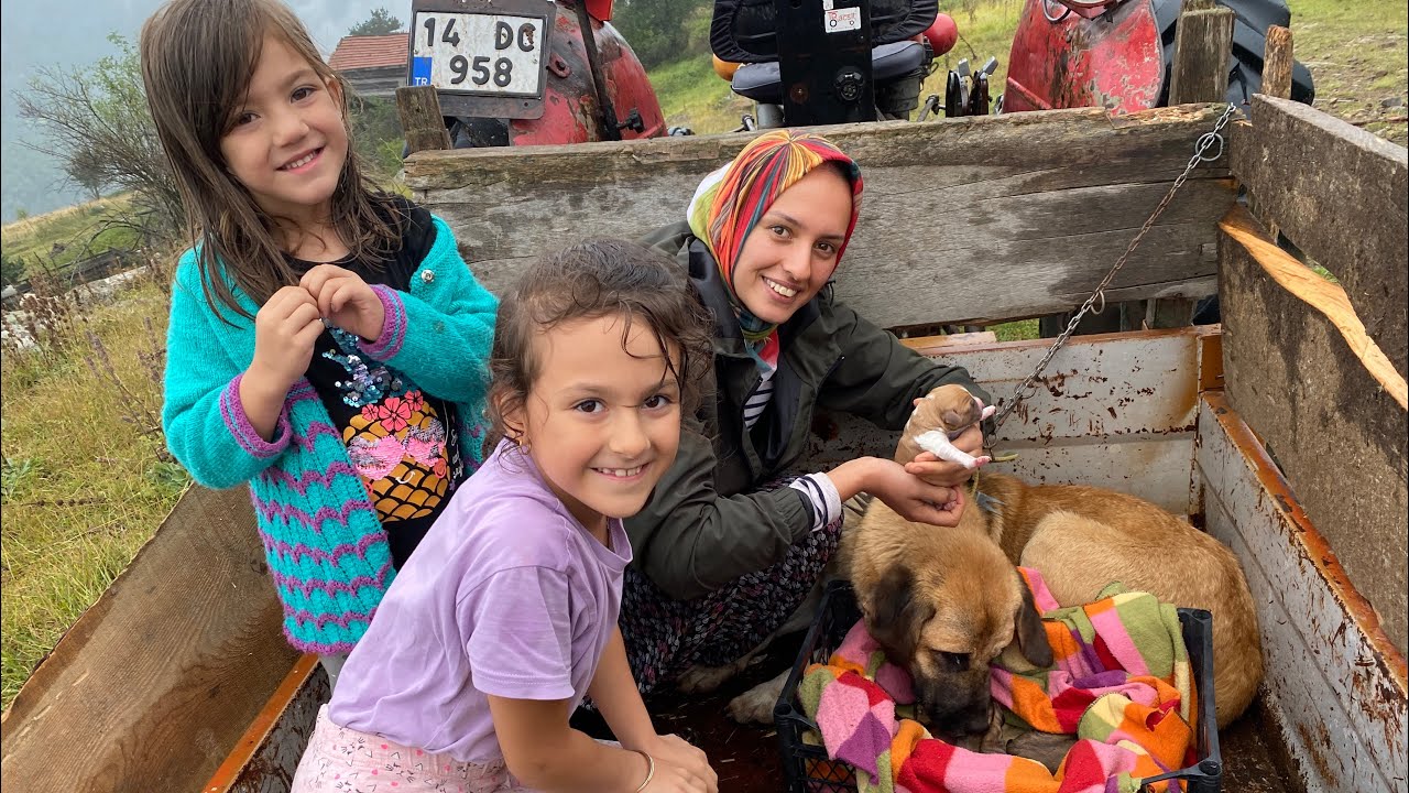 FOTOKAPAN GÖRÜNTÜLERİ📸ALFA YAYLADA DOĞURMUŞ/YAĞMURDA GETİRDİK🐶