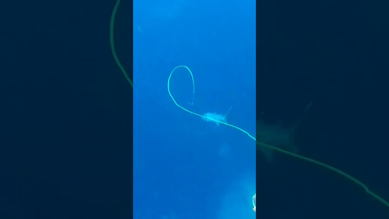 THE BEST WAY TO SPEAR ANY FISH🎯STONE SHOT🎯 #spearfishing #barracuda #rollergun #deepblue #stoneshot