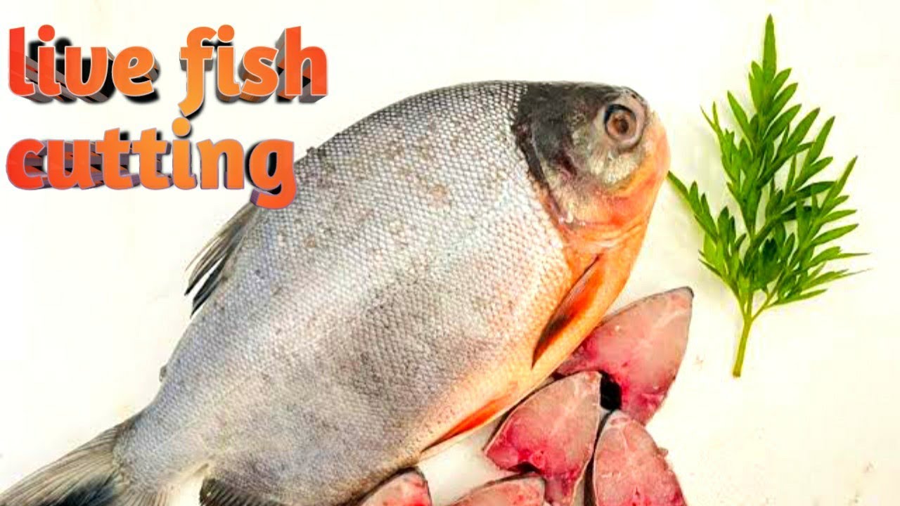 LIVE FISH🐠🐋🐟 | cutting | nutter | palakkad