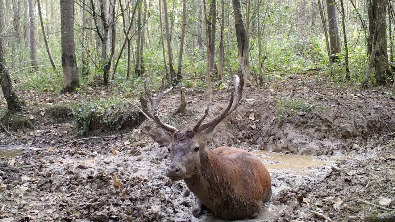 Une souille exceptionnelle Episode 1: piège photo - 1080p 60fps