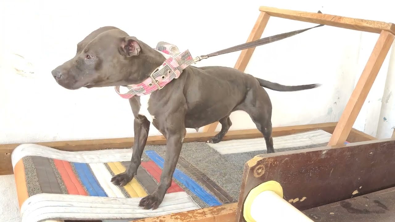 Reformei a Carpetmill Esteira pros Cachorro Canal Pitgameness Game Dog #pet #Cachorro #pitbulldog