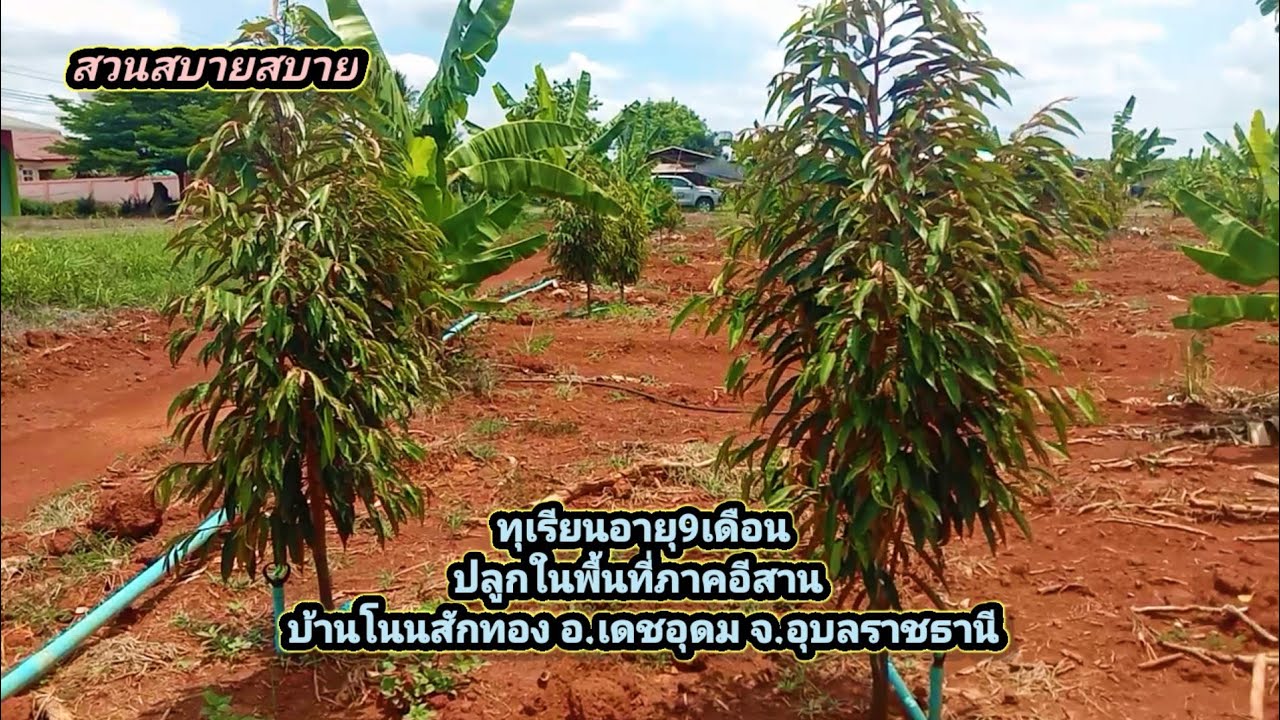 ปลูกทุเรียนได้ง่ายๆ ในพื้นที่ภาคอีสาน Ep.49 : สวนสบายสบาย