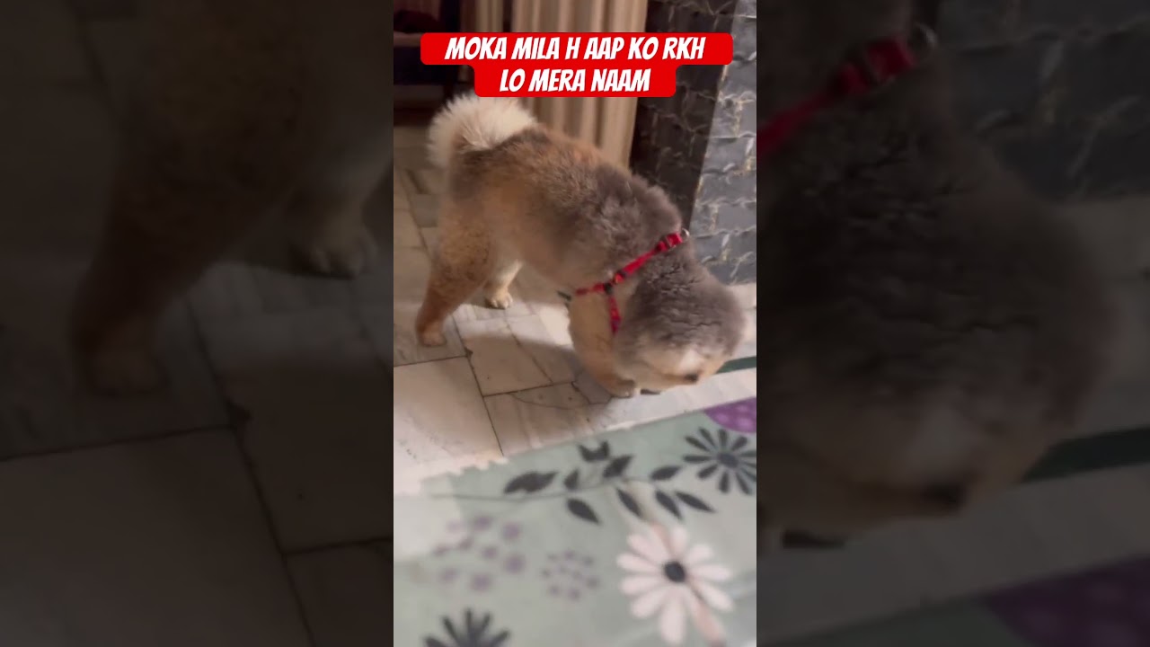 Btao meri shakl ashhi h na? To naam keya krkhoge 