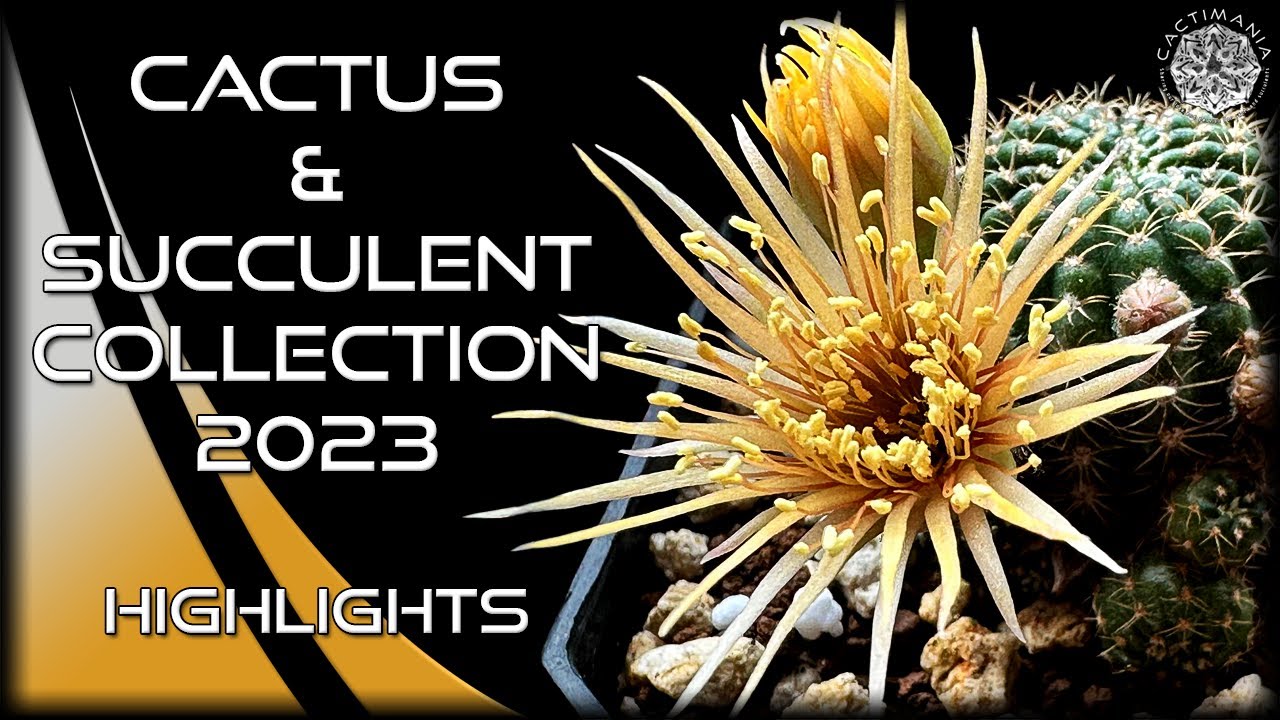 Cactus & Succulent Collection 2023 | Highlights | #Cacti & #Succulents