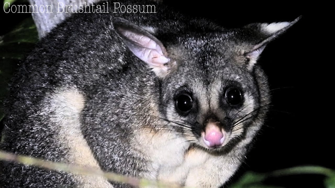 Things That Go BUMP! In The Night on Back Verandas in Australia | Cute Possum in the Spotlight