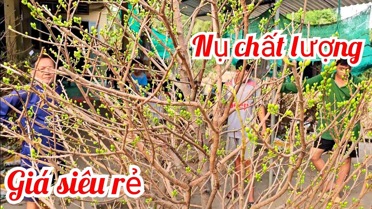 Thi 📲 0336966537 Giá siêu rẻ! Mai bông chơi Tết mai giảo Thủ Đức 11/2 Bến Tre (@Mai vàng Quê dừa)