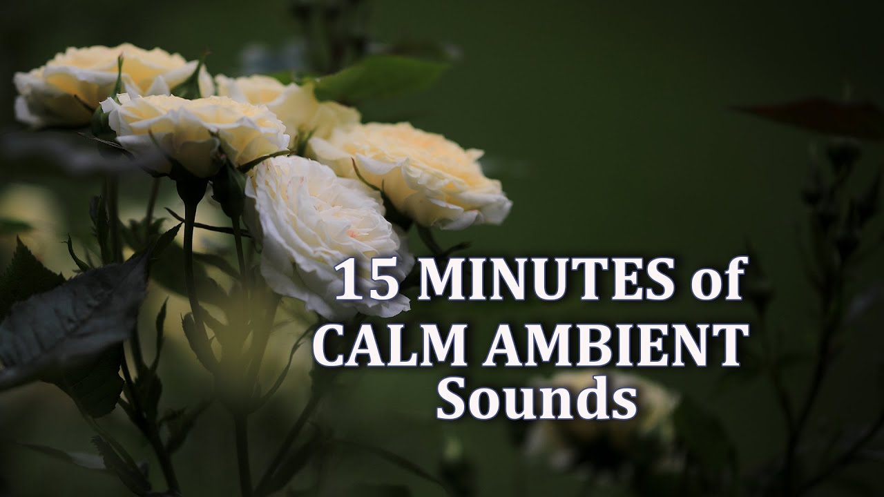 15 Minute Meditation - Stream and Birds with Calm Ambient Music - Power Nap - Focus
