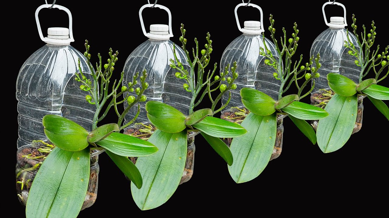 Don't be afraid of the orchid dying, growing it in a plastic bottle will have many new flowers