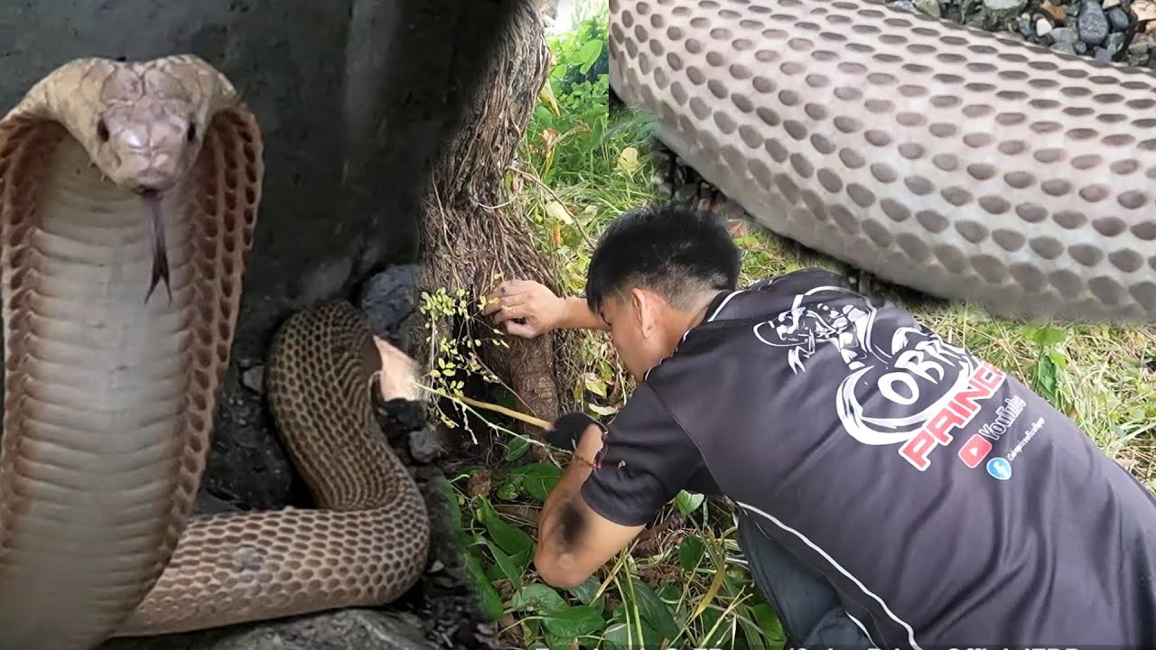 NAKIPAG TAGUAN PA ANG JUMBO COBRA KAY COBRA PRINCE SA BINANGONAN RIZAL