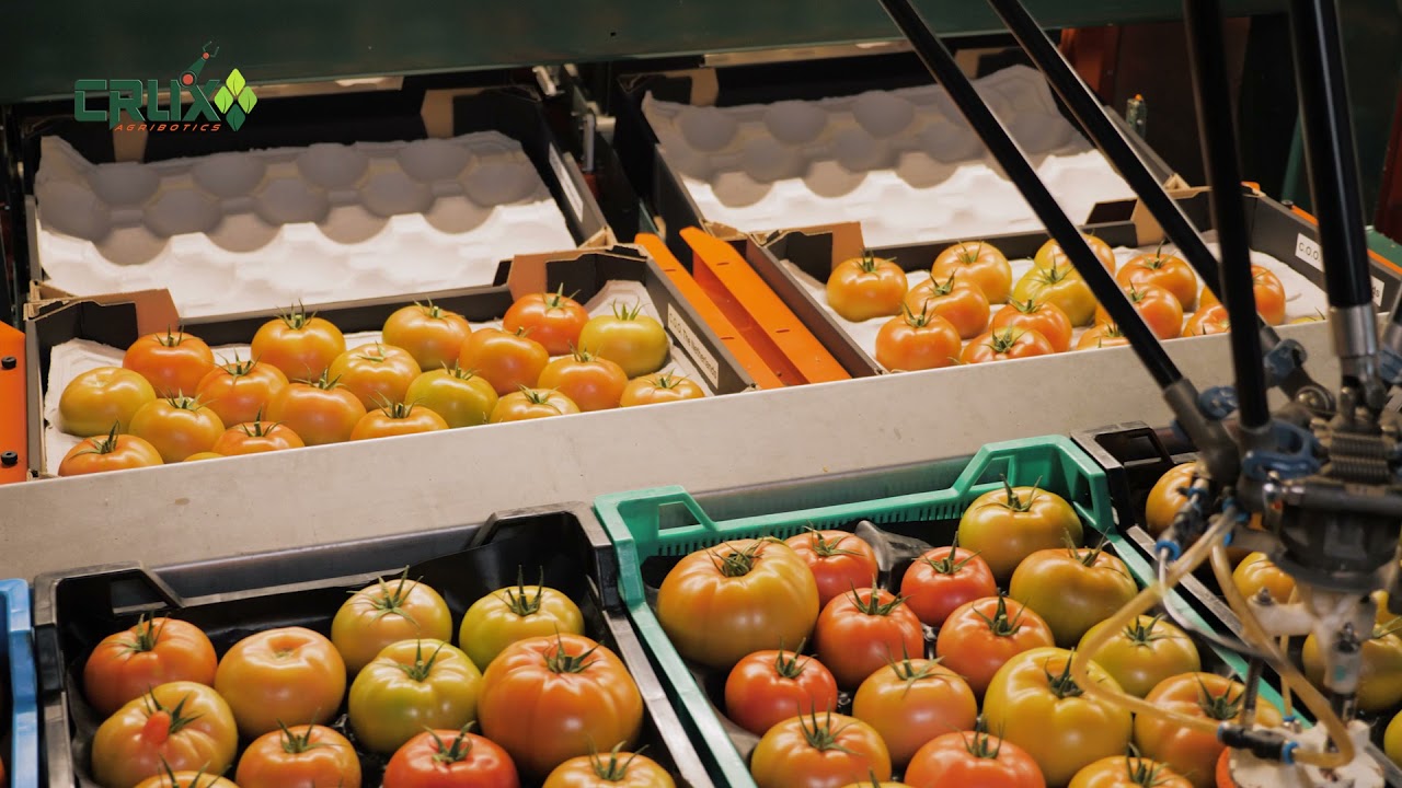 SortiPack&reg; for automated grading, sorting and packing of beef tomatoes