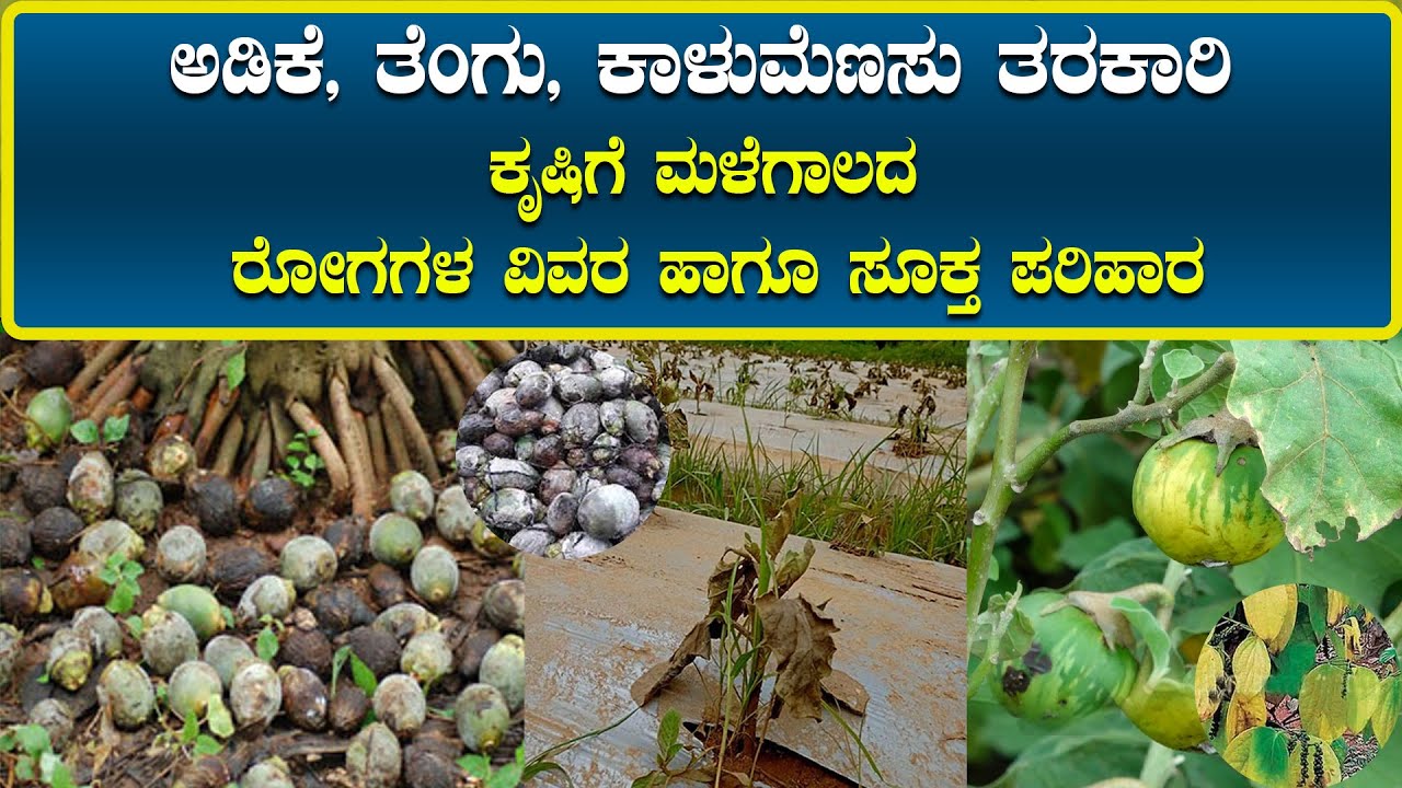 || ರೈತರೇ ಕೃಷಿಯನ್ನು ರಕ್ಷಿಸಿ... ಮಳೆಗಾಲದ ರೋಗಬಾಧಿಸುವ ಮುನ್ನ || ಕೃಷಿ ಖುಷಿ ||