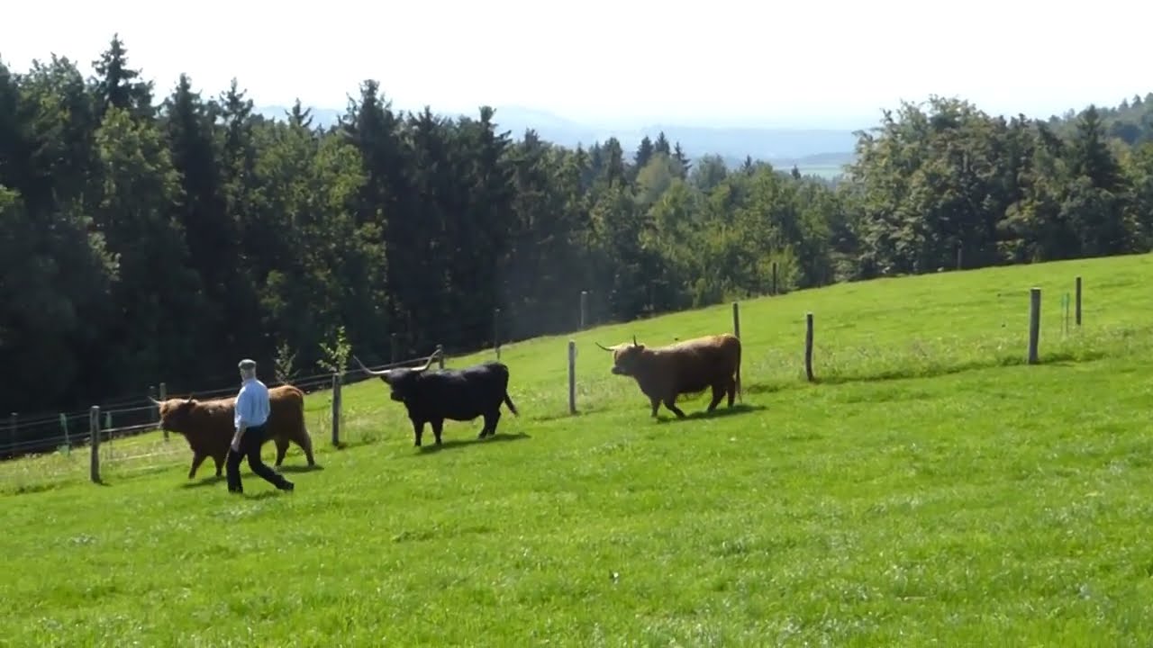 Herde parken - Bullen separieren
