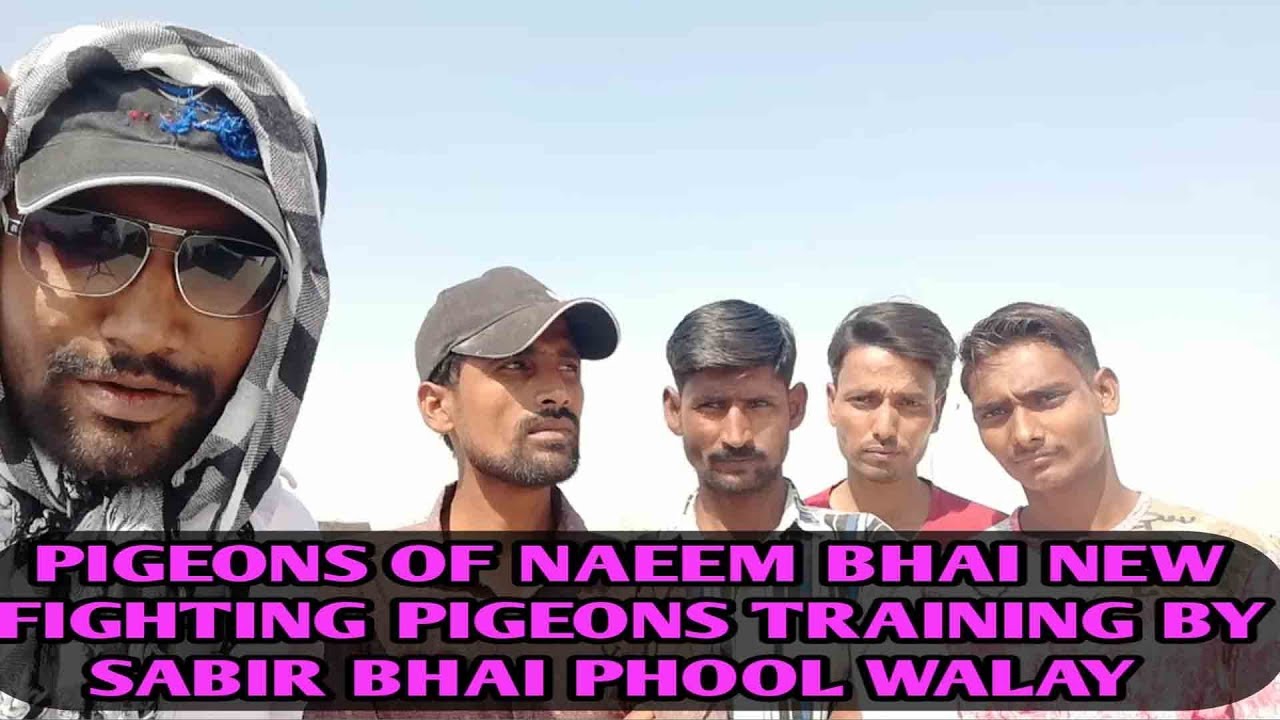 Pigeons of Naeem Bhai,New pigeons training by Sabir Bhai Phool Walay