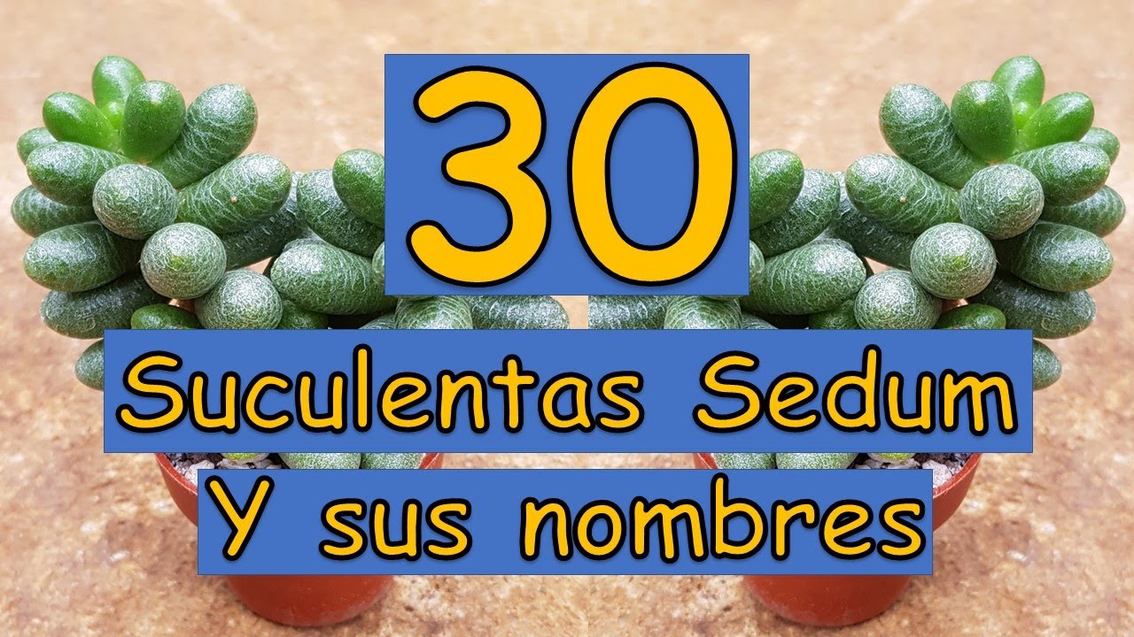 🎍 30 Suculentas Sedum y sus nombres 🎍