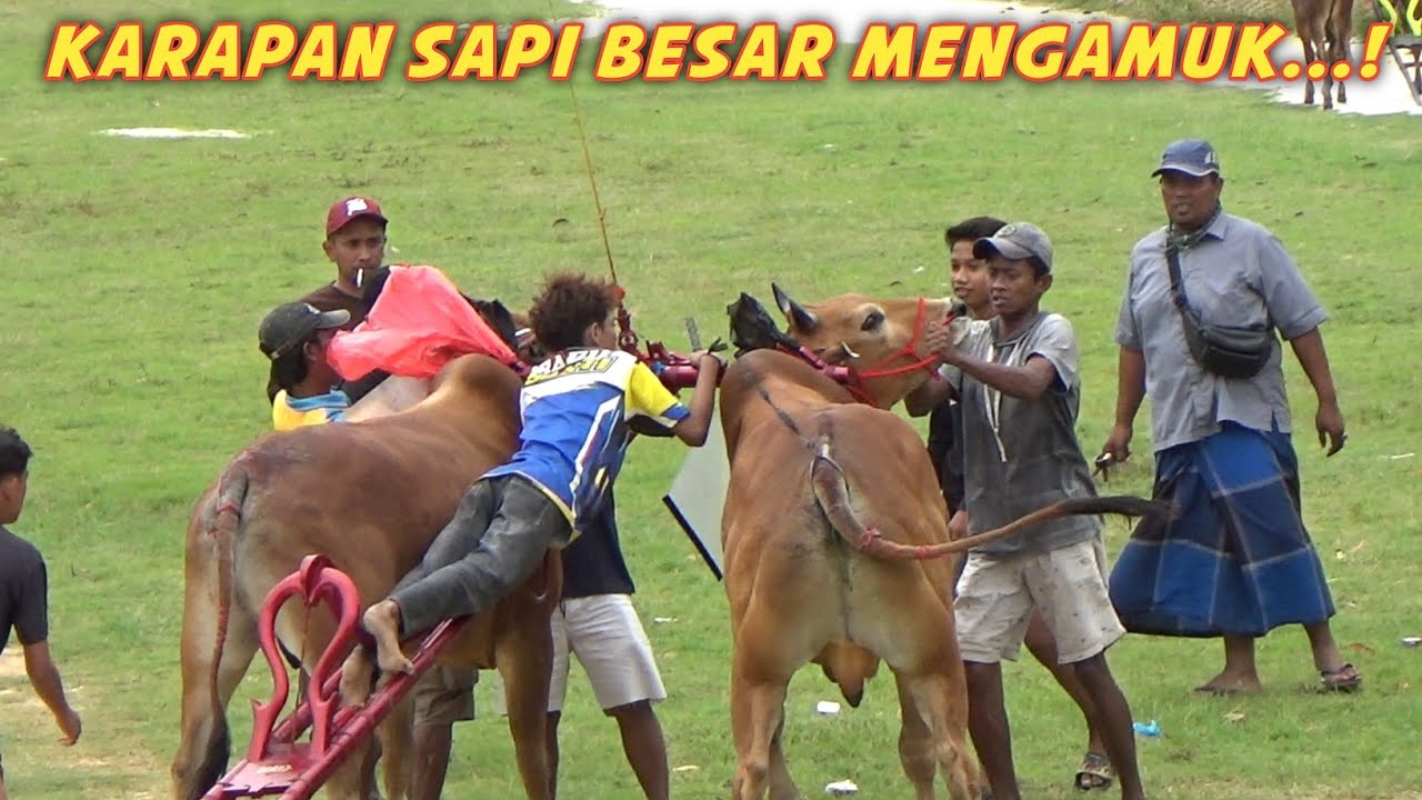 Karapan Sapi Besar Mengamuk Saat Latihan Di Lap Asemanis Pamekasan. 