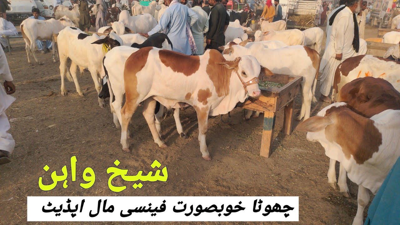 Sheikhwan Mandi Choty Khubsort Fancy Mall ki Update | @MandiBoy8080 | Zeeshan Khan