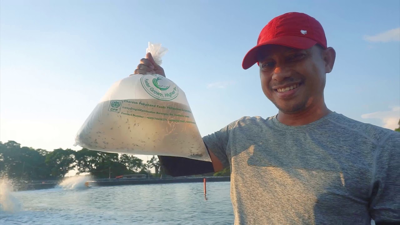 Palaya Shrimp Farm in Palauig, Zambales (Initial Stocking)