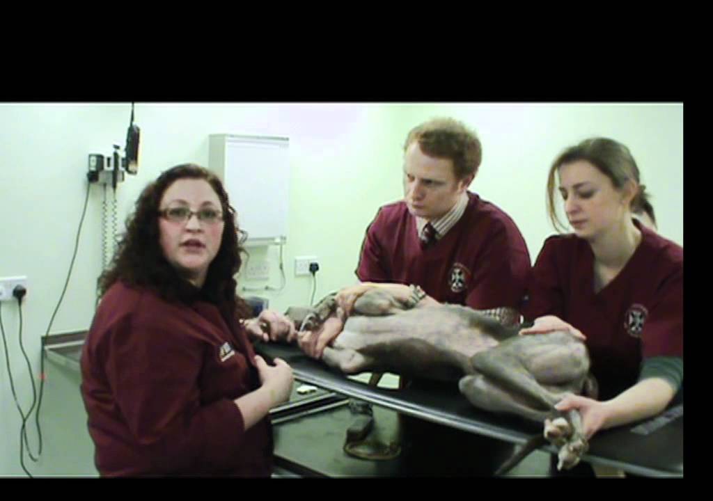 IMV imaging cardiac ultrasound video 2 - Equipment and patient preparation
