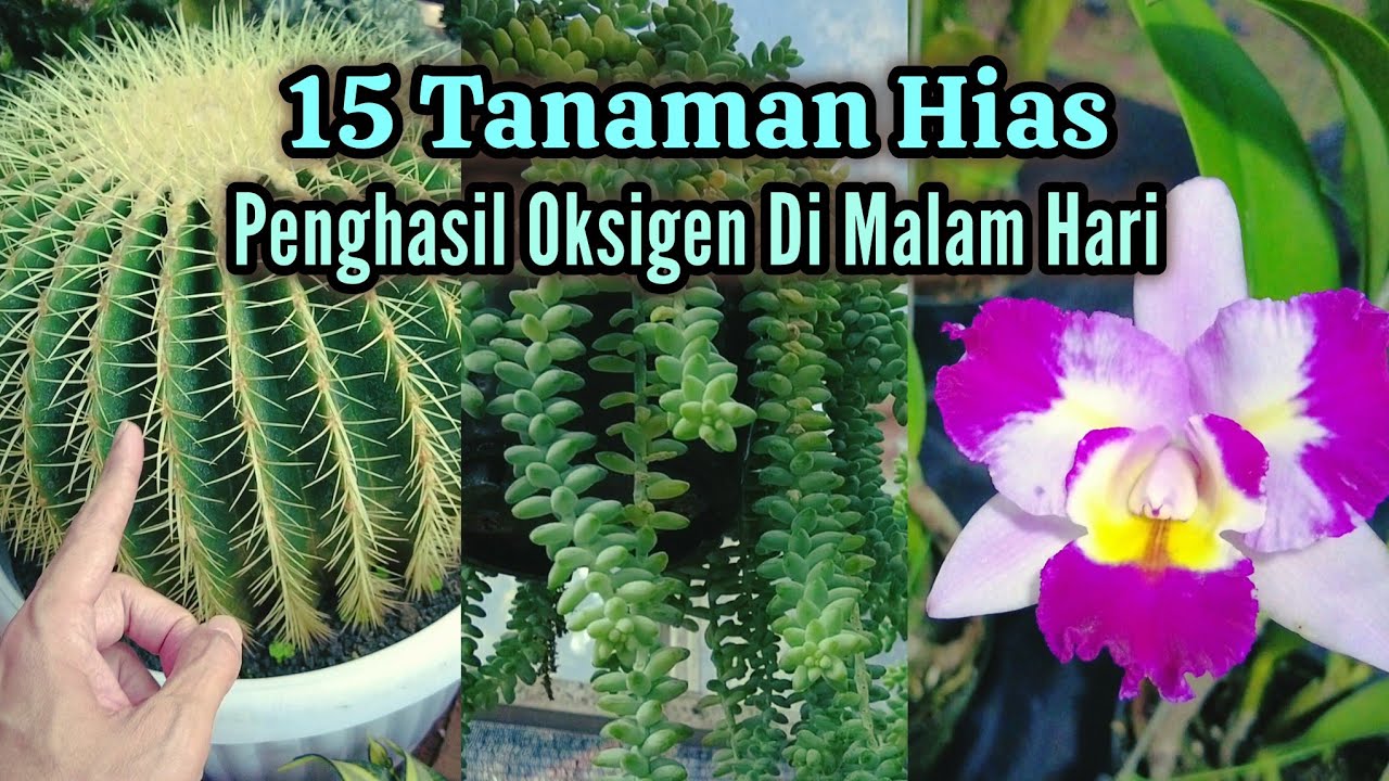 Rumah Semakin Sehat !! Inilah 15 Tanaman Hias Penghasil Oksigen Di Malam Hari