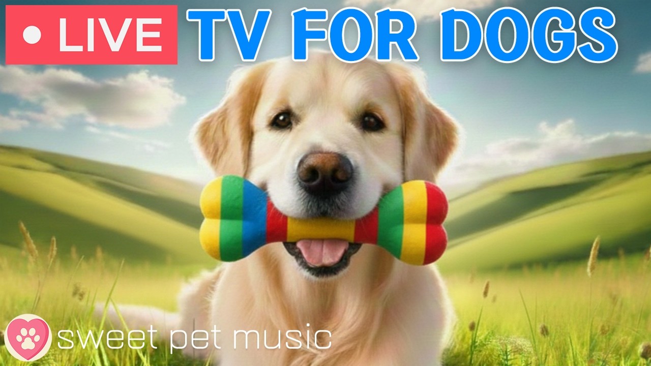 🔴24 Hours of Dog TV🎵🐶Calming Music for Dog Sleep🐾🩷Soothing Music for Relieving Dog Stress & Anxiety